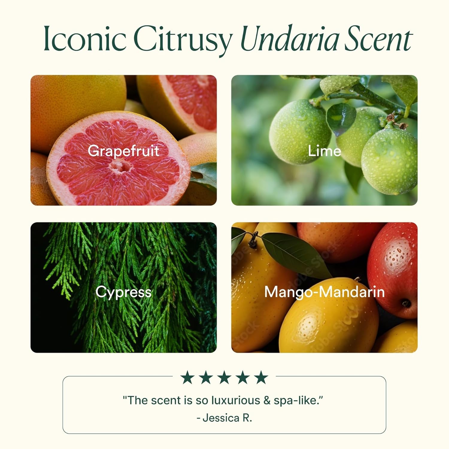 Undaria Algae Body Oil 5 Oz – Visibly Firming, Deeply Moisturizing, Instantly Improve Elasticity, Clean Lightweight Non-Greasy Hydration, Vegan & Cruelty-Free Seaweed Skincare