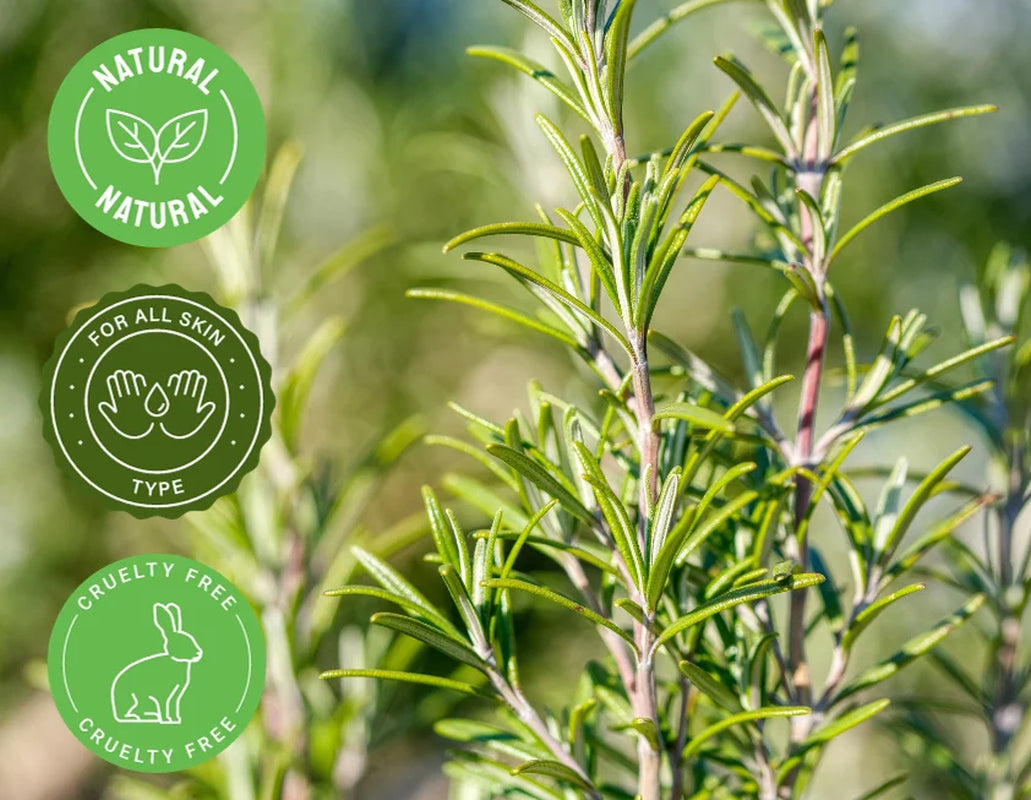 Rosemary Essential Oil - 1 Fl Oz (30 Ml) Glass Bottle W/ Euro Dropper - 100% Pure Essential Oil by